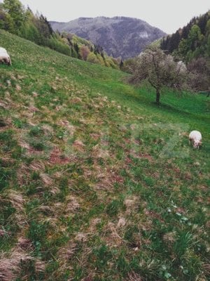 Teren intravilan agricol in Bran - Brasov - imagine 2