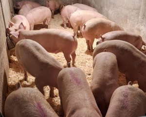 porci de vânzare  - imagine 2 porci de vânzare  - imagine 2