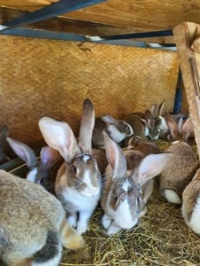 Vand carcasa de iepure Hycole Franceze !! - imagine 4