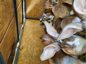 Vand carcasa de iepure Hycole Franceze !! - imagine 3