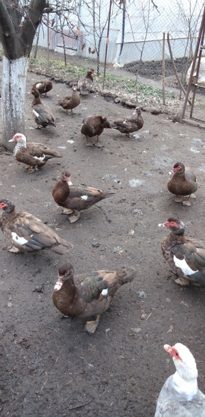 Rate lesesti  - imagine 2 Rate lesesti  - imagine 2