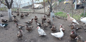 Rate lesesti  - imagine 3 Rate lesesti  - imagine 3