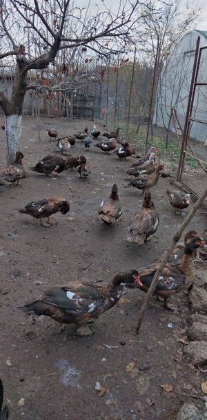 Rate lesesti  - imagine 4 Rate lesesti  - imagine 4