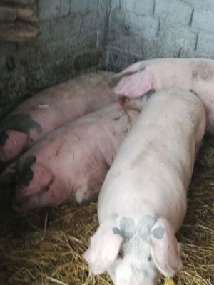 Vand porci  - imagine 3 Vand porci  - imagine 3