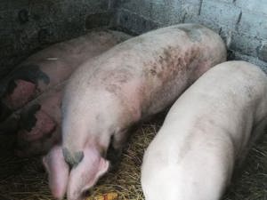 Vand porci  - imagine 2 Vand porci  - imagine 2
