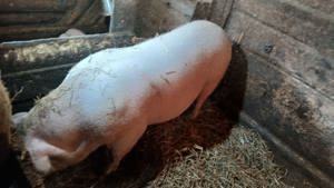 Vand porc Loc Balaceana, jud  Suceava - imagine 3