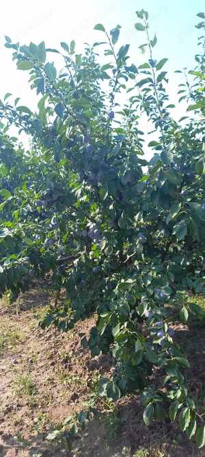 țuică de prune 50 grae