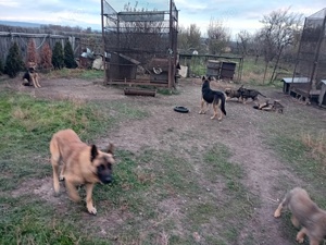 VÂND CAINI SI CATEI Cibanesc german si belgian