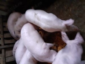 Vand porci rasa de carne  - imagine 2