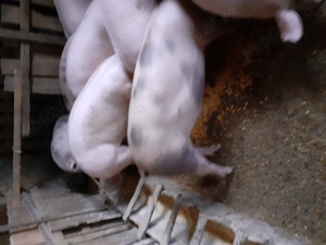 Vand porci rasa de carne  - imagine 4