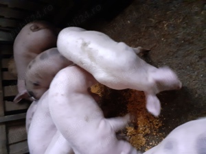 Vand porci rasa de carne  - imagine 3