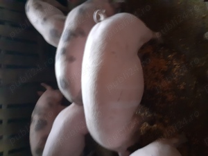 Vand porci rasa de carne  - imagine 5