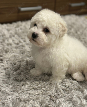 pudel alb auriu 2 luni