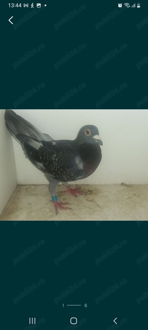 Porumbei mascul  - imagine 2