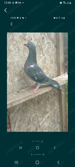 Porumbei mascul  - imagine 4