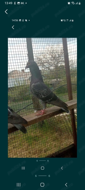 Porumbei mascul  - imagine 5