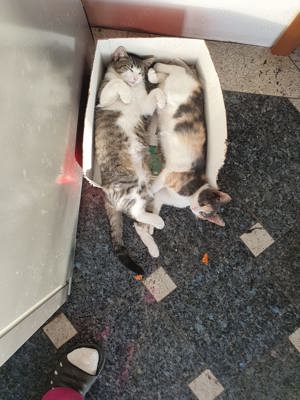 Dorim domiciliu nou! - imagine 5