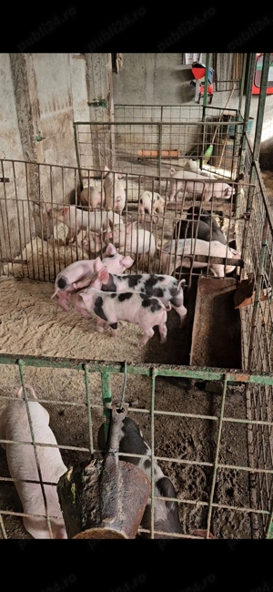 Vand purcei - imagine 3 Vand purcei - imagine 3