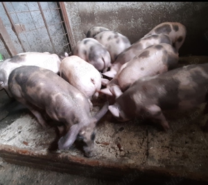 Vand purcei - imagine 2 Vand purcei - imagine 2