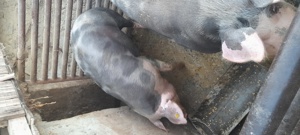 Porc de carne
