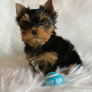 Asigur transport !!! Pui Yorkshire Terrier mini toy cu Pedigree !!!