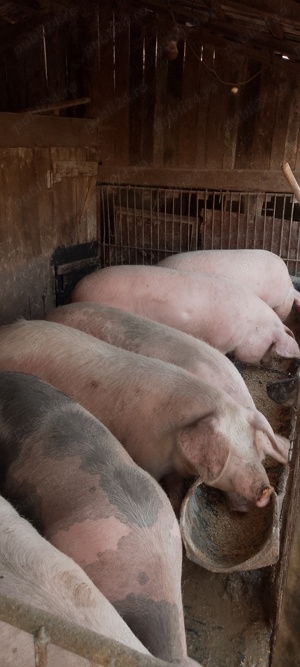 Porci albi de vânzare,metis carne cu Bazna