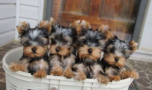 Asigur transport !!! Pui Yorkshire Terrier femela cu Pedigree !!!