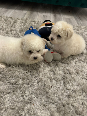 pudel alb 2 luni rasa pura