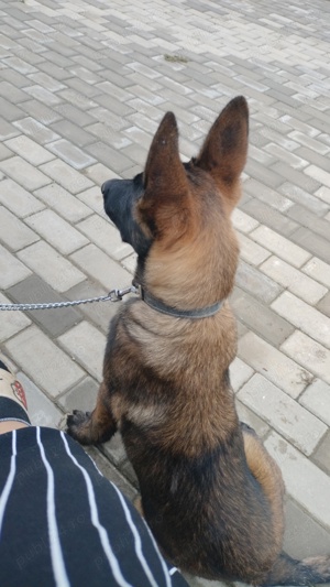 Vând Caine Ciobanesc Belgian  - imagine 3 Vând Caine Ciobanesc Belgian  - imagine 3