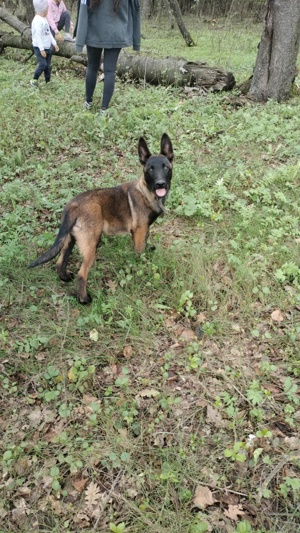 Vând Caine Ciobanesc Belgian  - imagine 2 Vând Caine Ciobanesc Belgian  - imagine 2