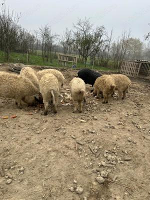 Mangalita ptr sacrificat