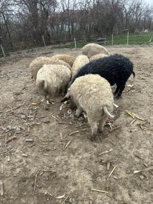 Mangalita ptr sacrificat - imagine 2