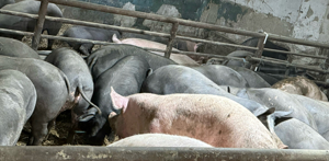 Purcele gestante 15 lei kg - imagine 3