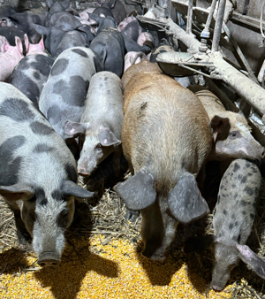 Purcele gestante 15 lei kg - imagine 5