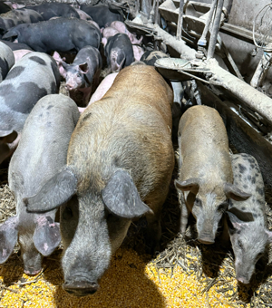 Purcele gestante 15 lei kg - imagine 2