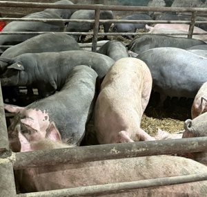 Purcele gestante 15 lei kg - imagine 4