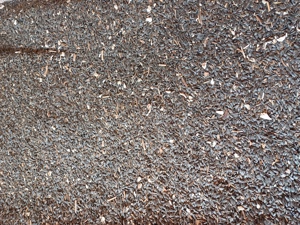 vind  floarea soarelui 