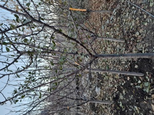 Pomi  fructiferi  mari  3-5 ani