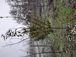 Toaletare pomi fructiferi