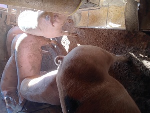 Porci De Carne 100-150 kg 