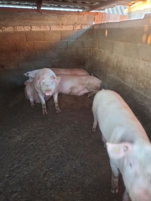Vand  porci pentru craciun - imagine 3