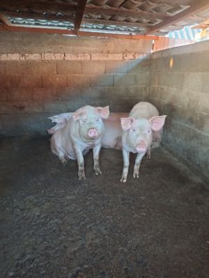 Vand  porci pentru craciun - imagine 2