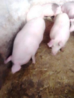 Vând porci de carne  - imagine 2 Vând porci de carne  - imagine 2