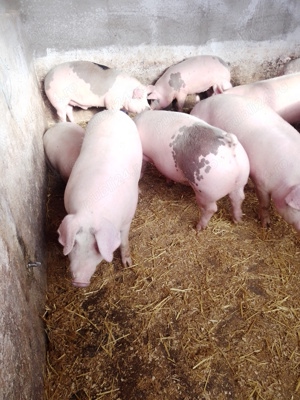 Vând porci de carne  - imagine 4