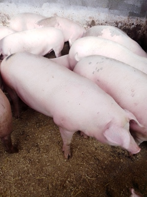 Vând porci de carne  - imagine 3