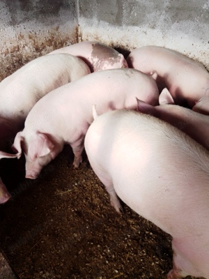 Vând porci de carne 