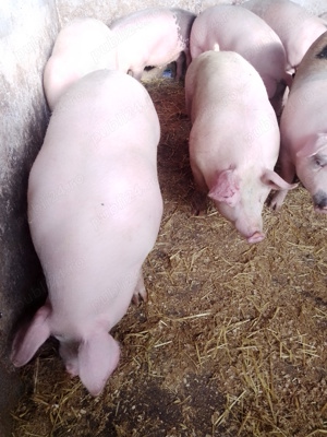 Vând porci de carne  - imagine 4