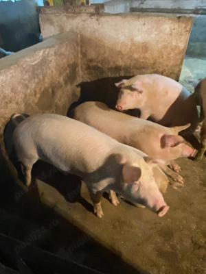 Porci si purcei 50-150 kg de vanzare