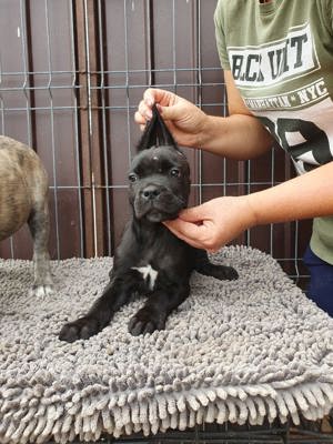 v nd  cane corso - imagine 5