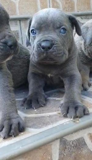 v nd  cane corso